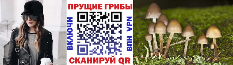 Галлюциногенные грибы MAGIC MUSHROOMS  блэк спрут ССЫЛКА  Донской 